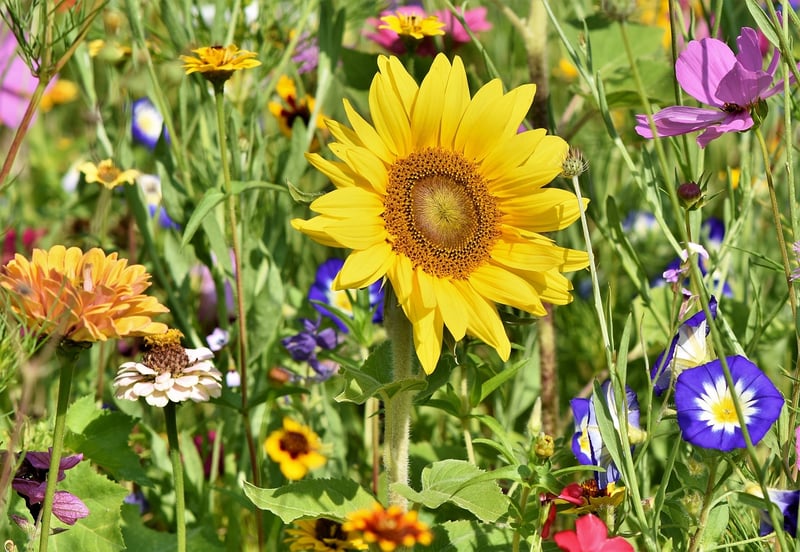 Flowering Plants