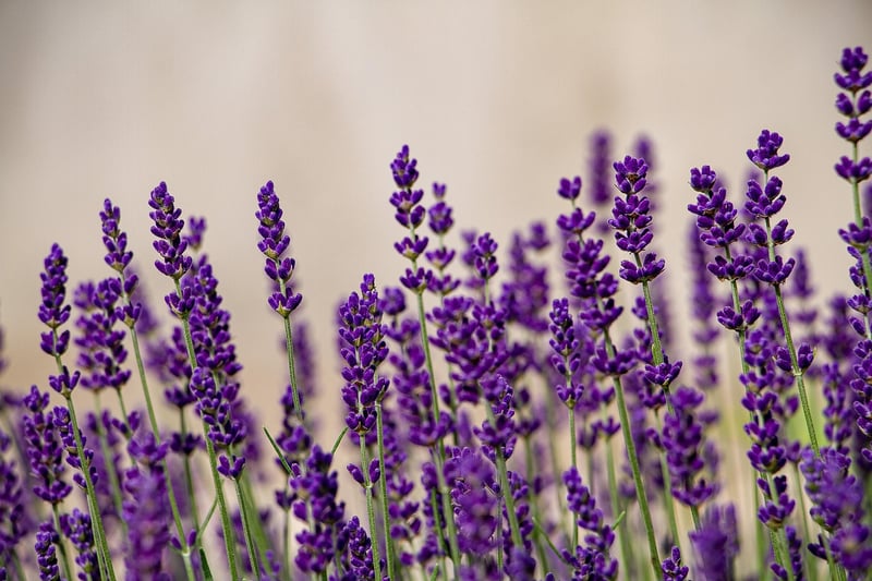 Aromatic Plants